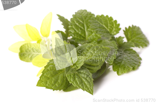 Image of fresh herbs