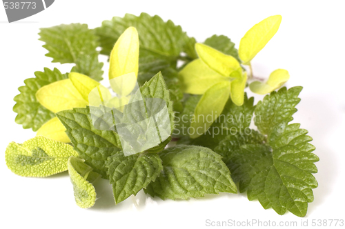 Image of fresh herbs