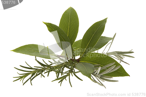 Image of fresh herbs. rosemary, lavender and bay leaf