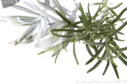 Image of fresh herbs. rosemary and lavender