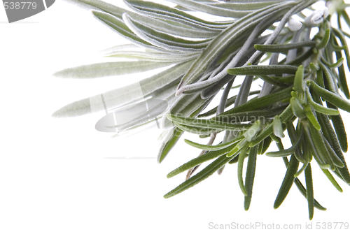 Image of fresh herbs. rosemary and lavender