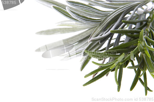 Image of fresh herbs. rosemary and lavender