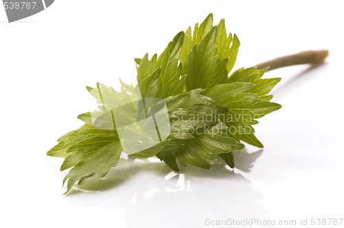 Image of fresh herbs. lovage