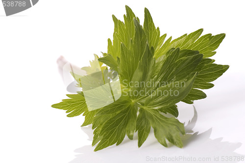 Image of fresh herbs. lovage