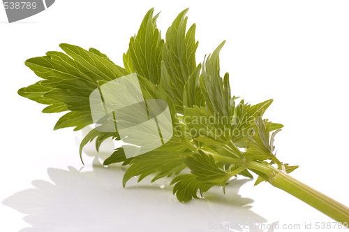 Image of fresh herbs. lovage