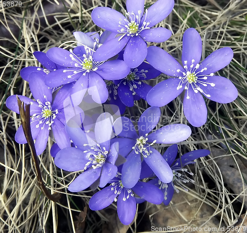 Image of Blue anemone in springtime