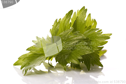 Image of fresh herbs. lovage