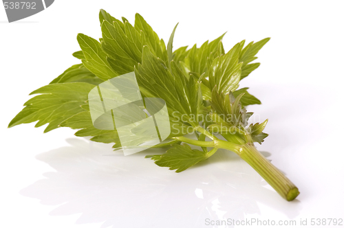 Image of fresh herbs. lovage