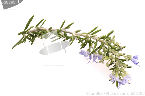 Image of fresh rosemary with flowers