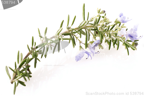 Image of fresh rosemary with flowers
