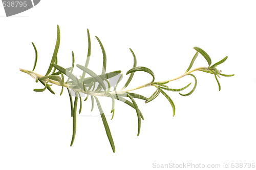 Image of fresh rosemary