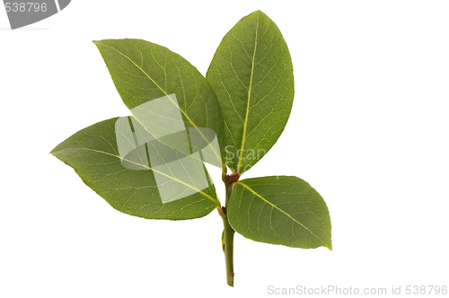 Image of fresh bay leaf