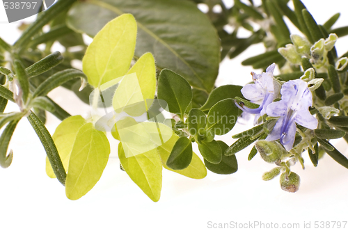 Image of fresh herbs