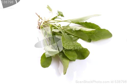 Image of fresh rucola