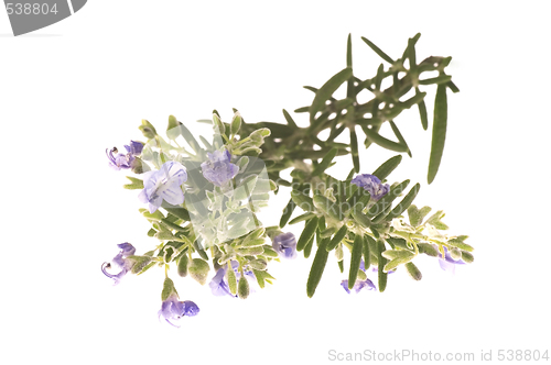 Image of rosemary with flowers