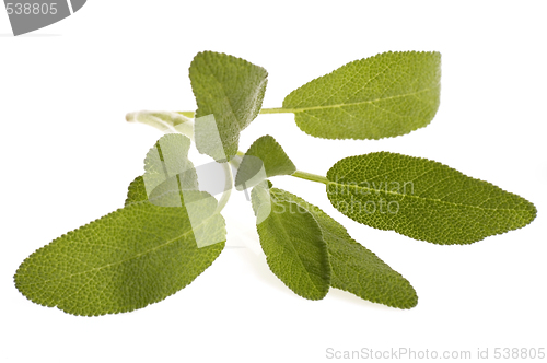 Image of fresh sage