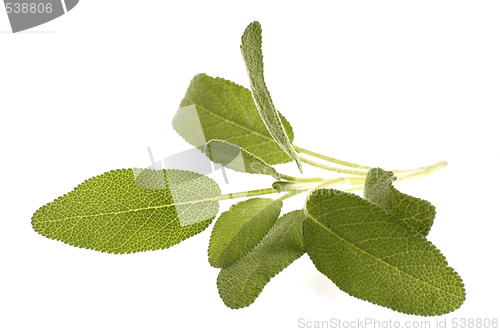 Image of fresh sage