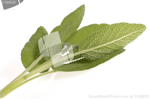 Image of fresh sage