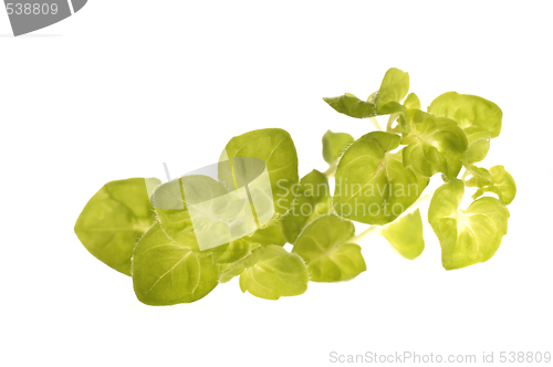 Image of fresh oregano