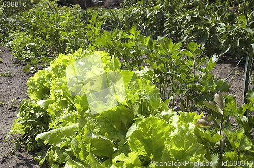 Image of growing lettuce