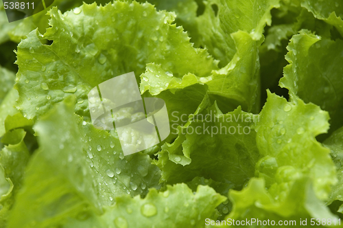 Image of growing lettuce