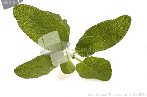 Image of fresh sage