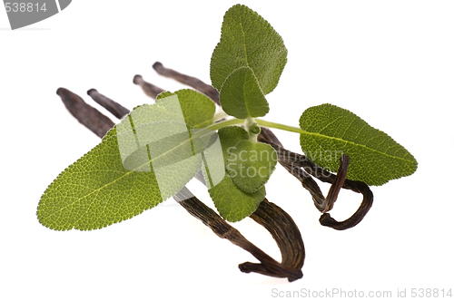 Image of fresh sage and vanilla beans