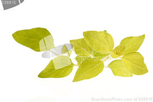 Image of fresh oregano