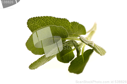 Image of fresh sage