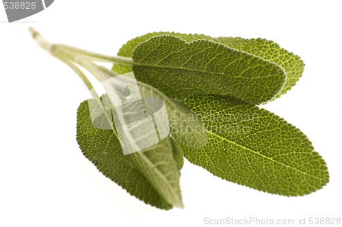 Image of fresh sage