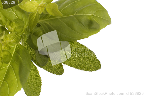 Image of fresh herbs. basil and oregano