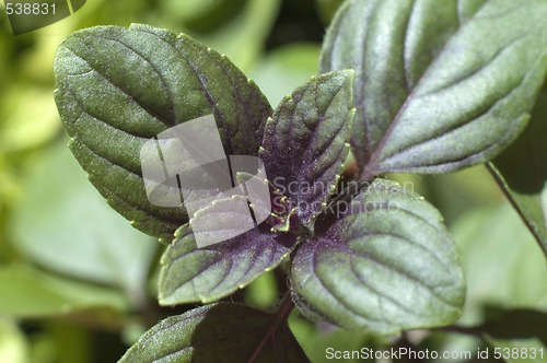 Image of growing basil