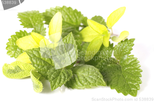 Image of fresh herbs