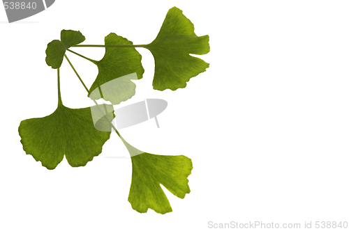 Image of ginkgo biloba