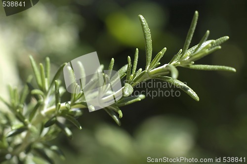 Image of fresh rosemary