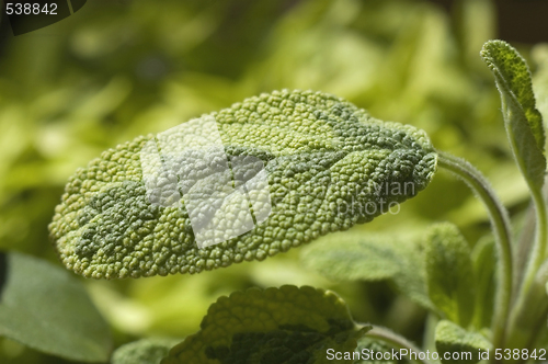 Image of fresh salvia