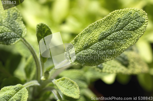 Image of fresh salvia