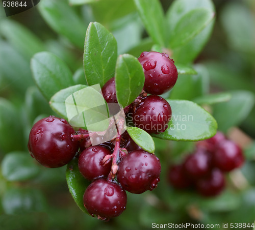 Image of ripe foxberry