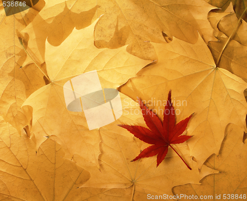 Image of Autumn leaves