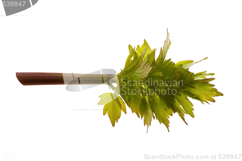 Image of fresh lovage