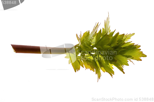Image of fresh lovage