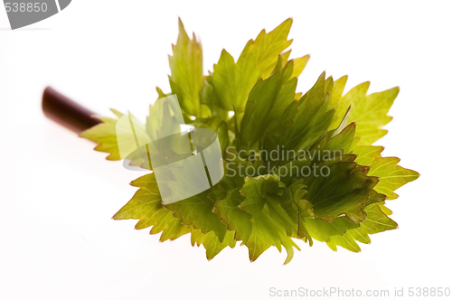 Image of fresh lovage