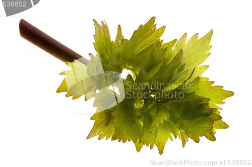 Image of fresh lovage