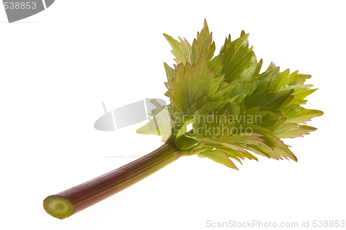 Image of fresh lovage