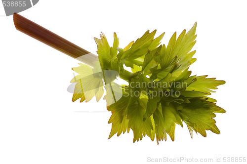 Image of fresh lovage