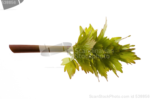 Image of fresh lovage