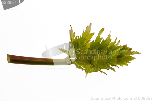 Image of fresh lovage