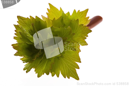 Image of fresh lovage