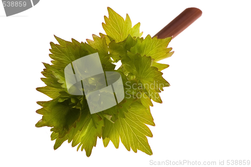 Image of fresh lovage