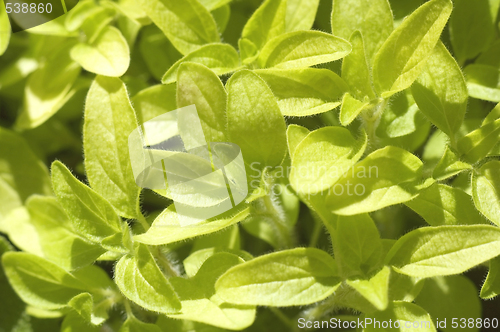 Image of fresh herbs. oregano